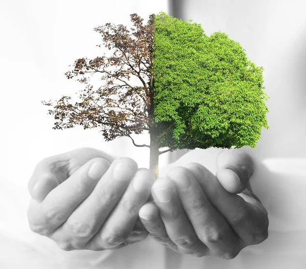 Human hands holding tree sprout — Stock Photo, Image