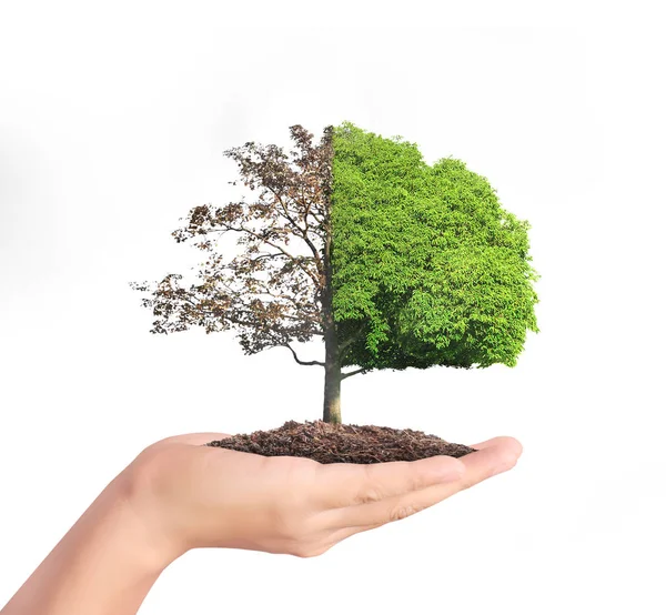 Human hands holding tree sprout — Stock Photo, Image