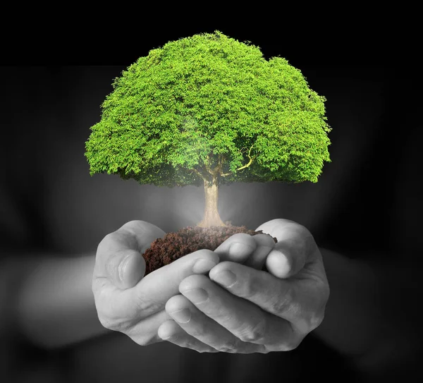 Human hands holding tree sprout — Stock Photo, Image