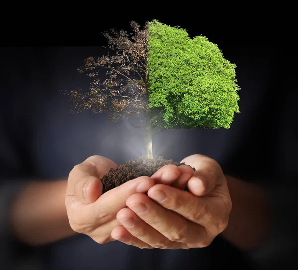 Human hands holding tree sprout — Stock Photo, Image