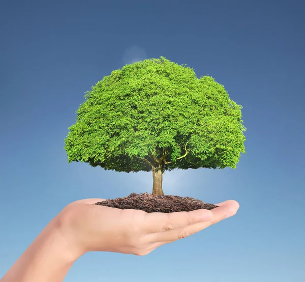 Mänskliga händer hålla trädet sprout — Stockfoto
