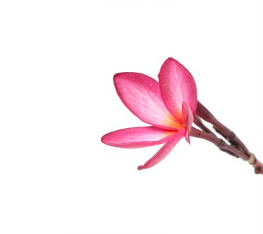 güzel Plumeria çiçek beyaz arka plan