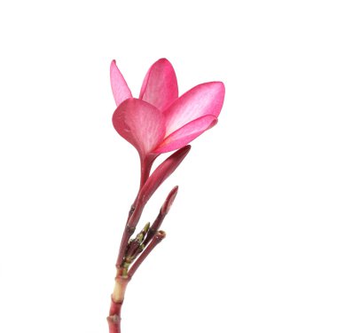 güzel Plumeria çiçek beyaz arka plan