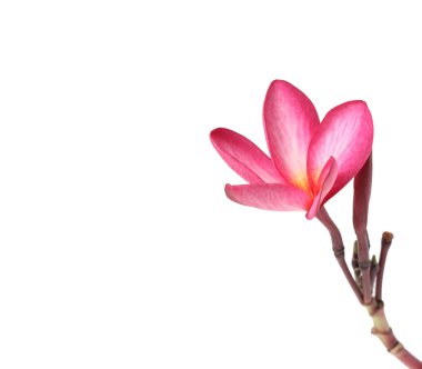 güzel Plumeria çiçek beyaz arka plan