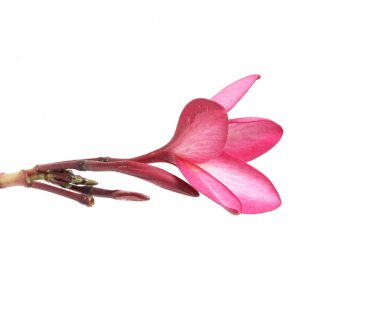 güzel Plumeria çiçek beyaz arka plan