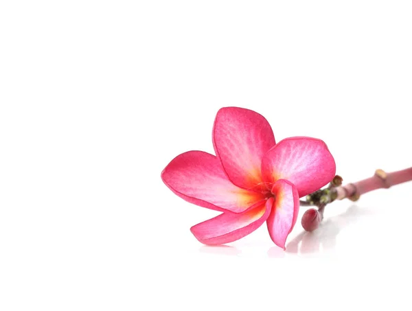Schöne plumeria Blume weißen Hintergrund — Stockfoto