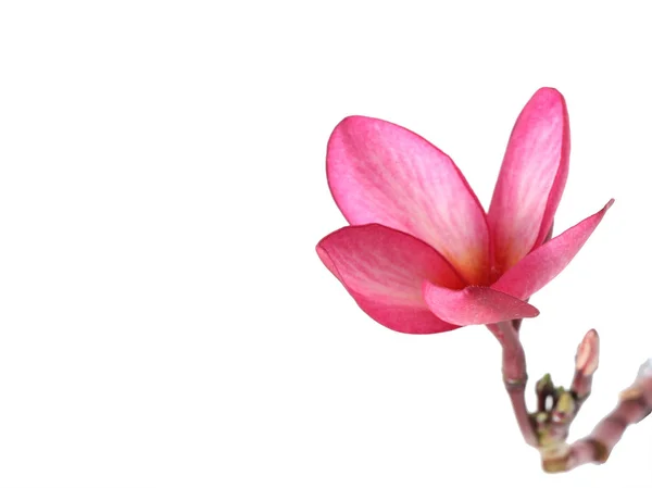 Vackra Plumeria blomma vit bakgrund — Stockfoto