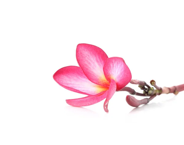 Vackra Plumeria blomma vit bakgrund — Stockfoto