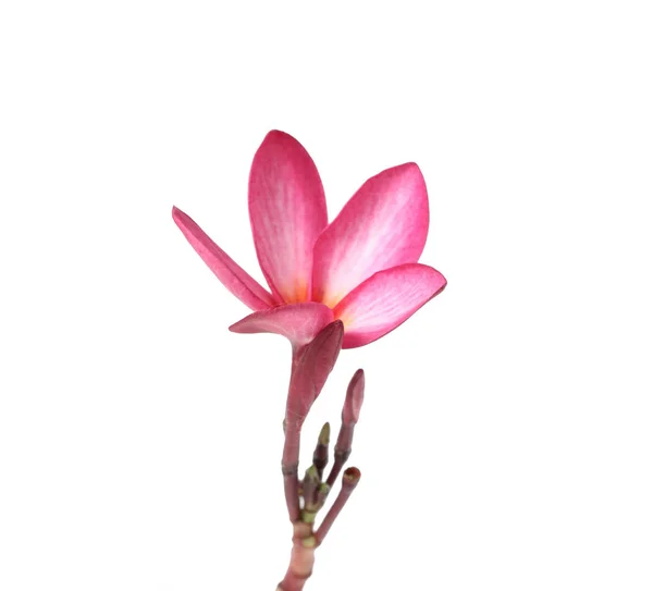 Vackra Plumeria blomma vit bakgrund — Stockfoto