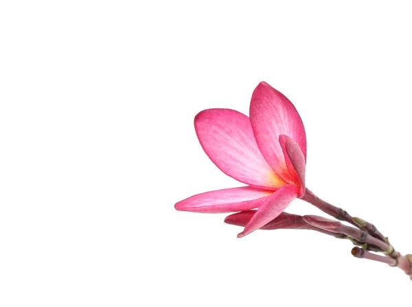 Vackra Plumeria blomma vit bakgrund — Stockfoto