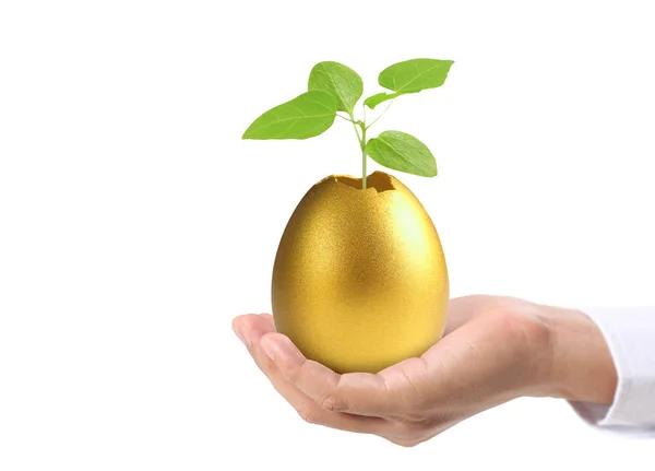 Leefomstandigheden van de gouden eieren — Stockfoto