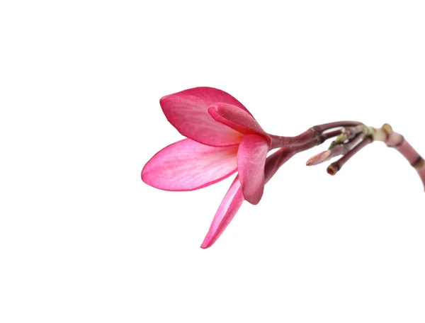 Hermosa Flor Plumeria Sobre Fondo Blanco — Foto de Stock