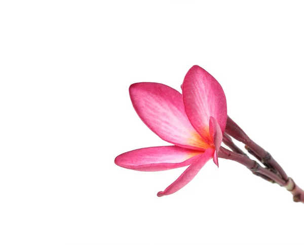 Krásný Květ Plumeria Bílém Pozadí — Stock fotografie