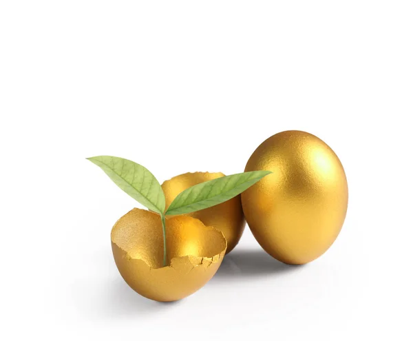 황금빛 해오라기알을 — 스톡 사진