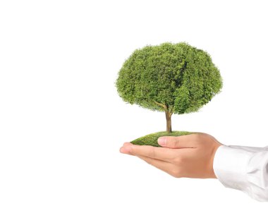 Bir bitki tutan eller yukarı kapatın, ağaç