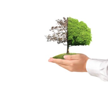 Bir bitki tutan eller yukarı kapatın, ağaç