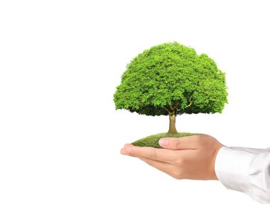 Bir bitki tutan eller yukarı kapatın, ağaç