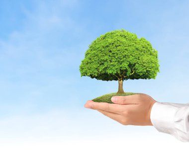 Bitki tutan eller yukarı kapatın