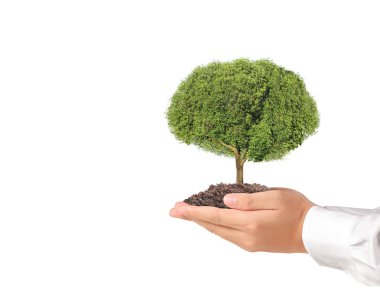 Bir bitki tutan eller yukarı kapatın, ağaç