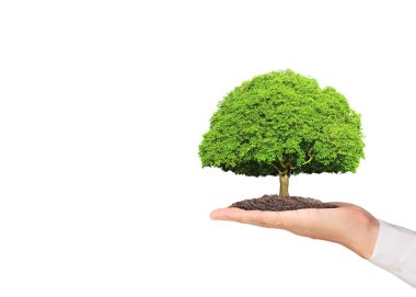 Bir bitki tutan eller yukarı kapatın, ağaç