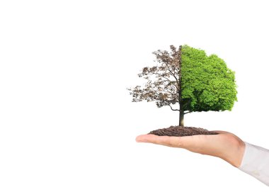 Bir bitki tutan eller yukarı kapatın, ağaç