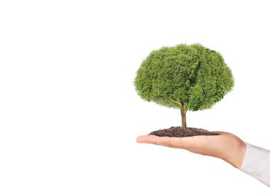 Bir bitki tutan eller yukarı kapatın, ağaç