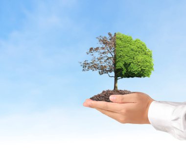 Bitki tutan eller yukarı kapatın