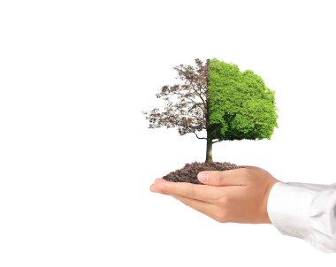 Bir bitki tutan eller yukarı kapatın, ağaç