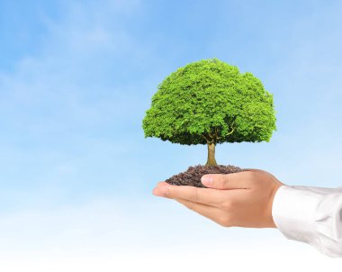 Bitki tutan eller yukarı kapatın