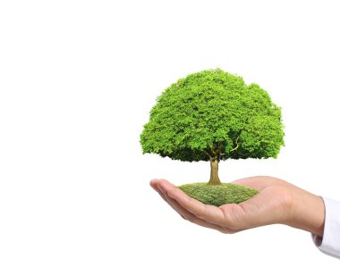 Bir bitki tutan eller yukarı kapatın, ağaç