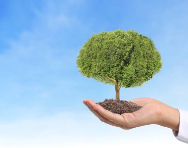 Bir bitki tutan eller yukarı kapatın, ağaç