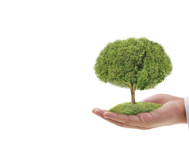 Bir bitki tutan eller yukarı kapatın, ağaç