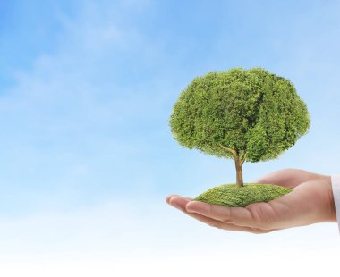 Bir bitki tutan eller yukarı kapatın, ağaç