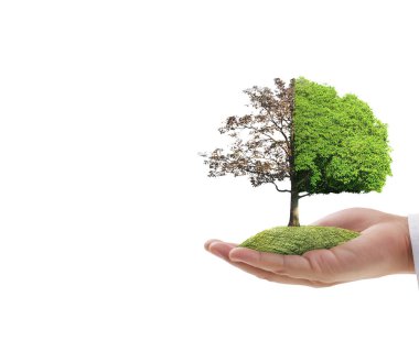 Bir bitki tutan eller yukarı kapatın, ağaç