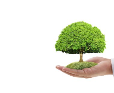 Bir bitki tutan eller yukarı kapatın, ağaç