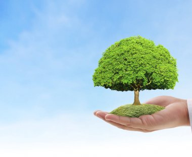 Bir bitki tutan eller yukarı kapatın, ağaç