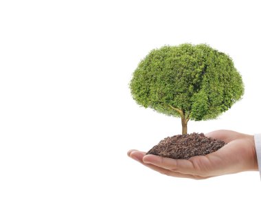 Bir bitki tutan eller yukarı kapatın, ağaç