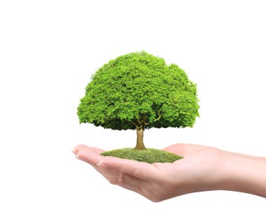 Bir bitki tutan eller yukarı kapatın, ağaç