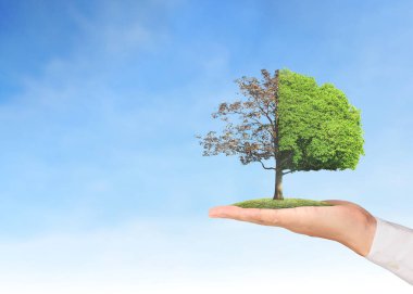 Bitki tutan eller yukarı kapatın