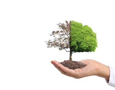 Bir bitki tutan eller yukarı kapatın, ağaç