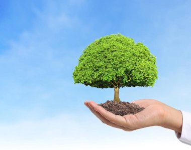 Bitki tutan eller yukarı kapatın