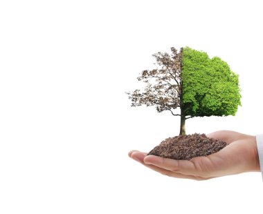 Bir bitki tutan eller yukarı kapatın, ağaç