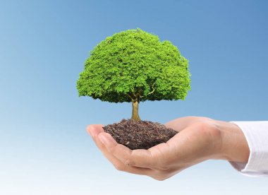 Bitki tutan eller yukarı kapatın