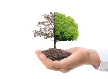 Bir bitki tutan eller yukarı kapatın, ağaç