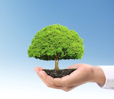 Bir bitki tutan eller yukarı kapatın, ağaç