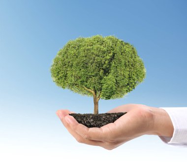 Bir bitki tutan eller yukarı kapatın, ağaç