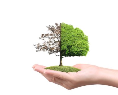 Bir bitki tutan eller yukarı kapatın, ağaç