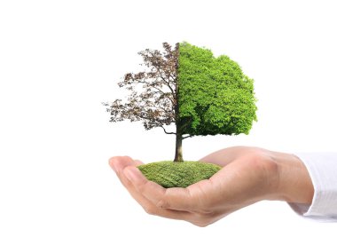 Bir bitki tutan eller yukarı kapatın, ağaç