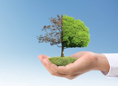 Bir bitki tutan eller yukarı kapatın, ağaç