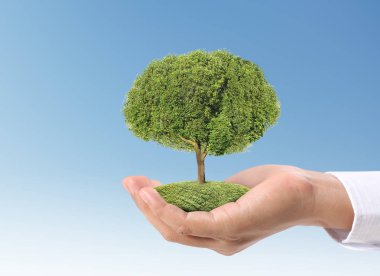 Bir bitki tutan eller yukarı kapatın, ağaç